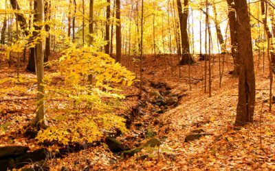 Evaluación. Programaciones didácticas